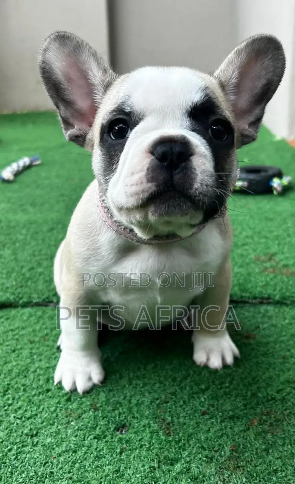 1-3 months Male Purebred French Bulldog