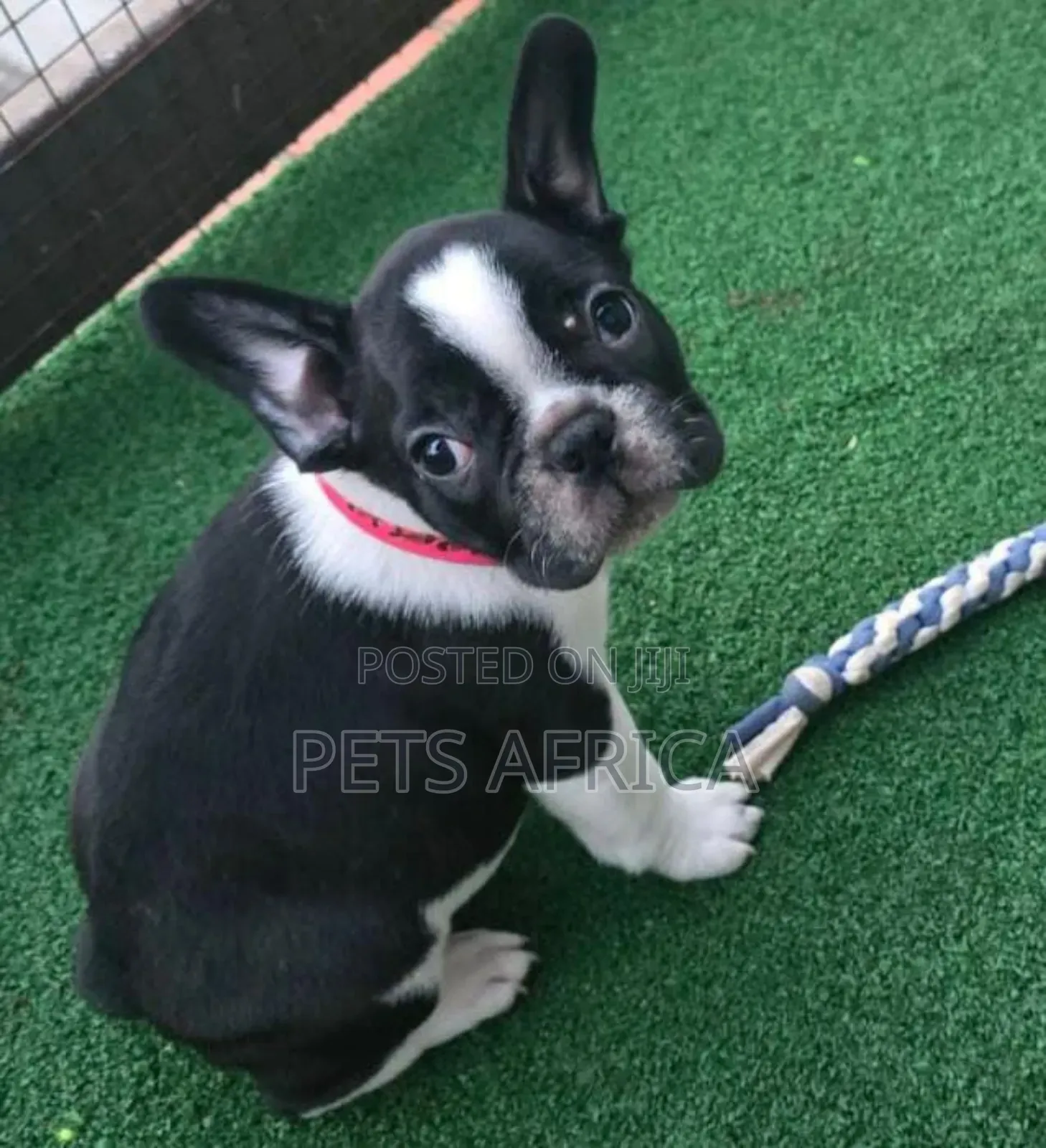 1-3 months Male Purebred French Bulldog