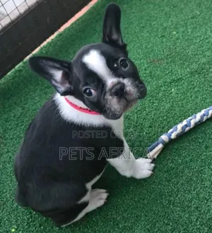 1-3 months Male Purebred French Bulldog