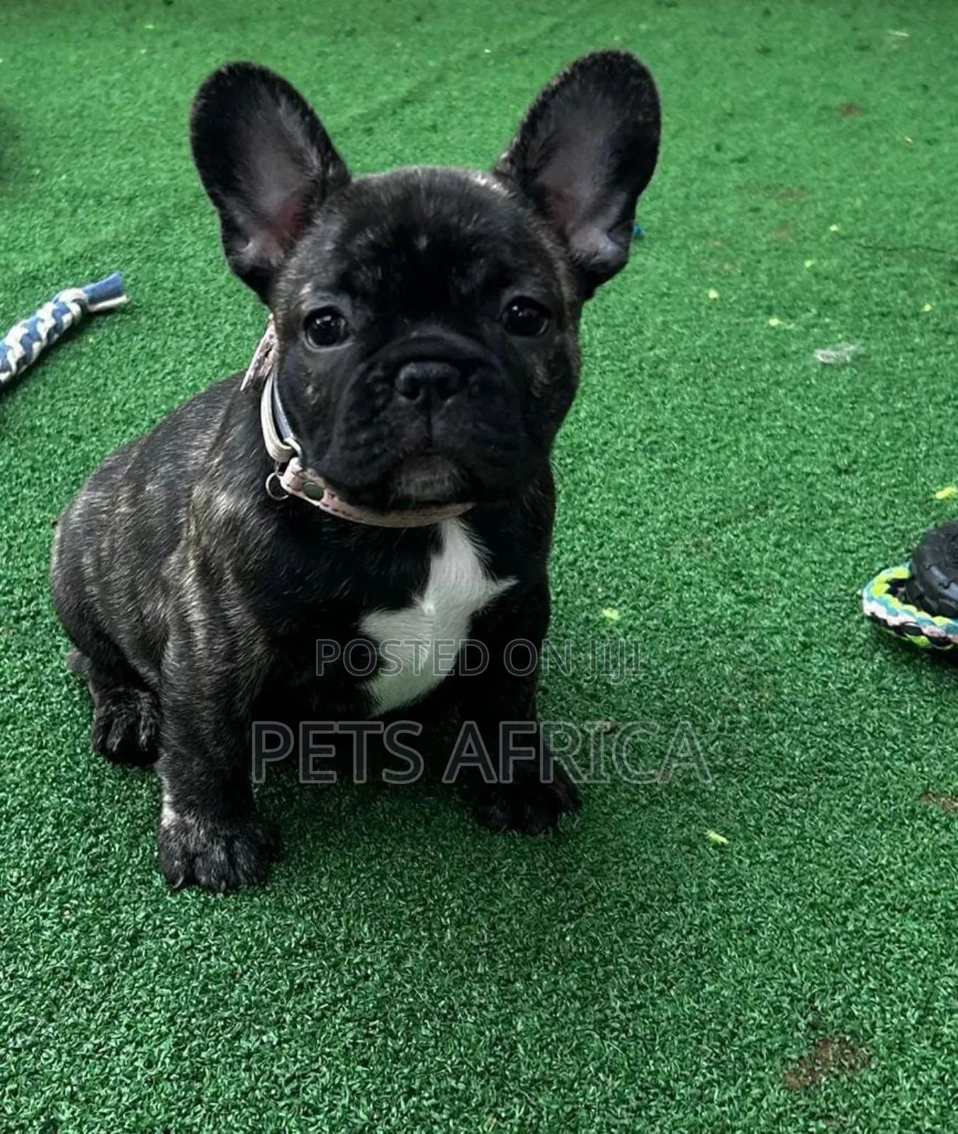 1-3 months Male Purebred French Bulldog