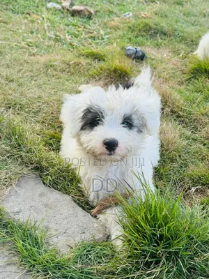 0-1 month Male Purebred Maltese Shih Tzu