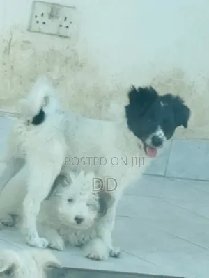 0-1 month Male Purebred Maltese Shih Tzu