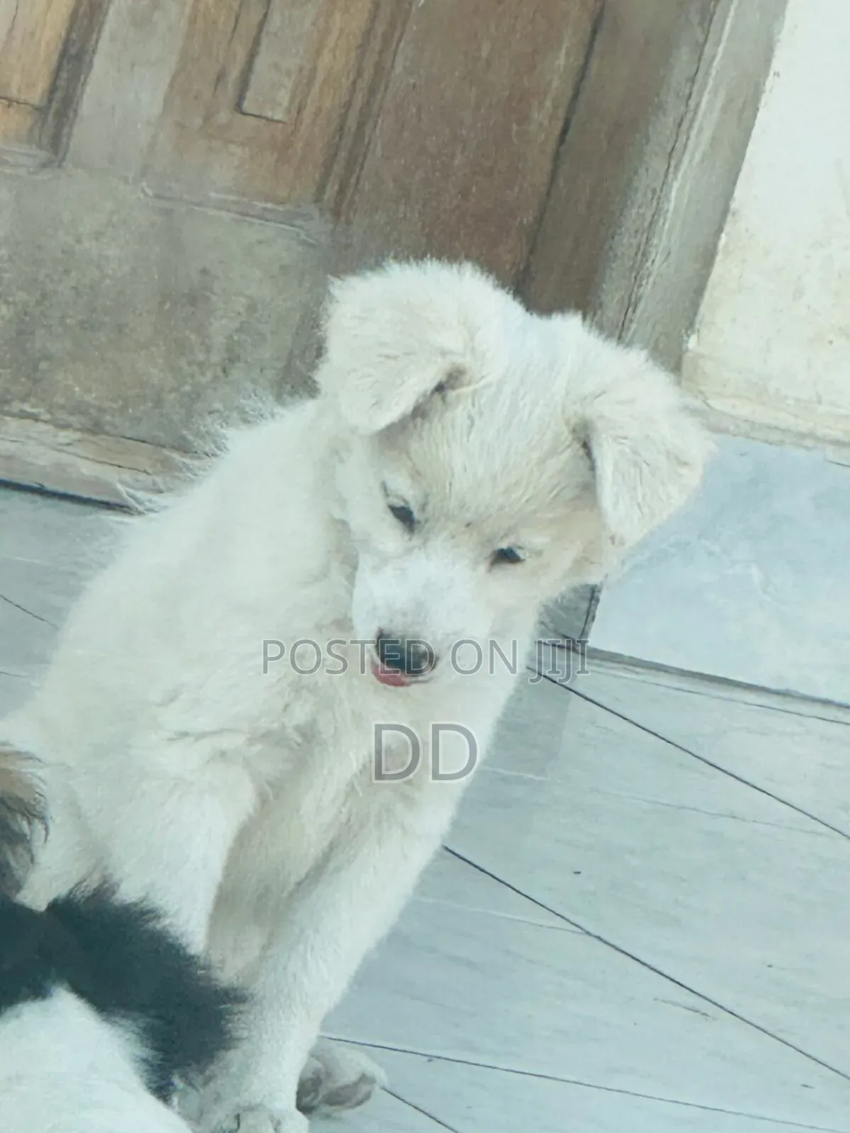 0-1 month Male Purebred Maltese Shih Tzu