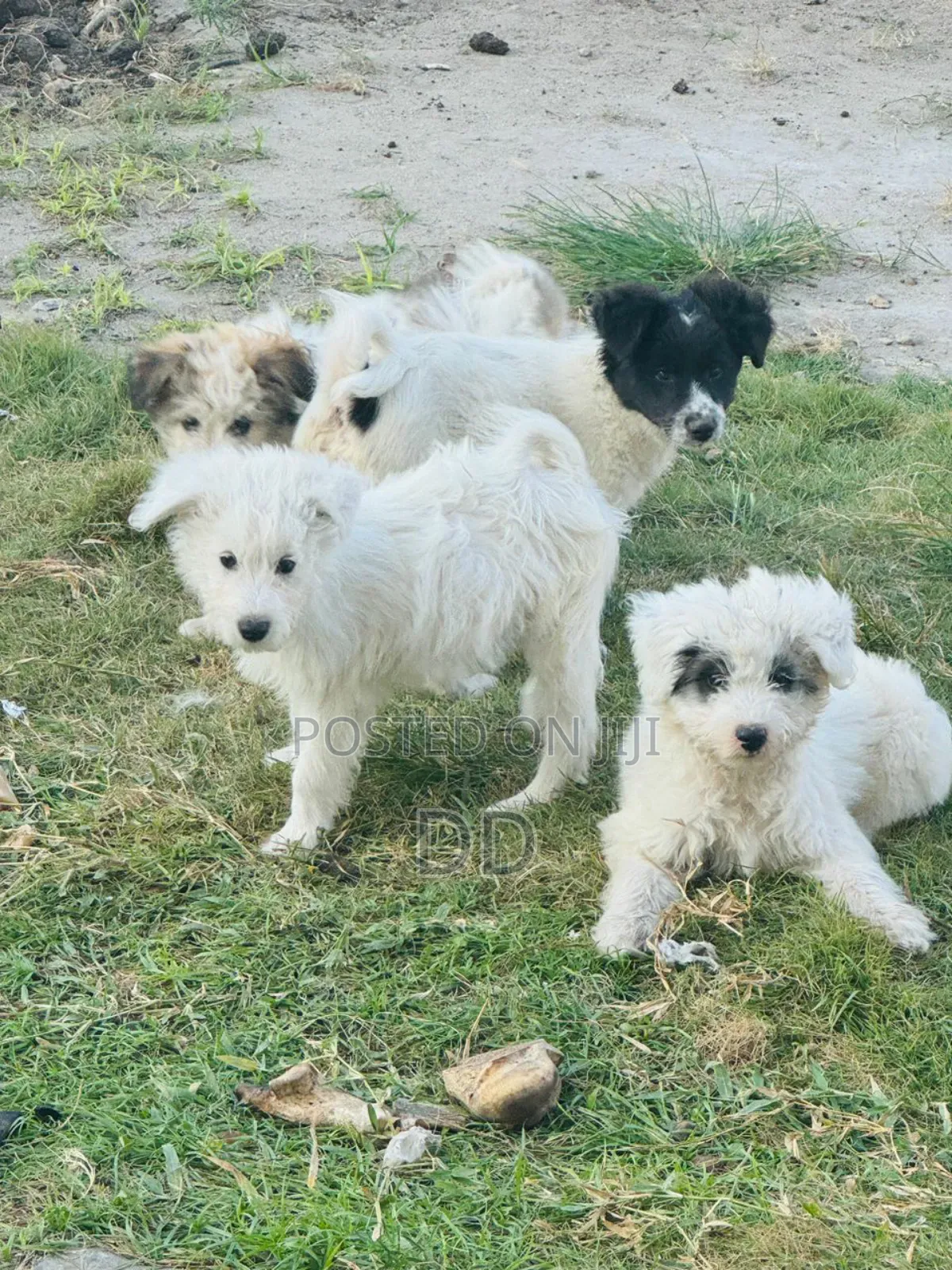 0-1 month Male Purebred Maltese Shih Tzu