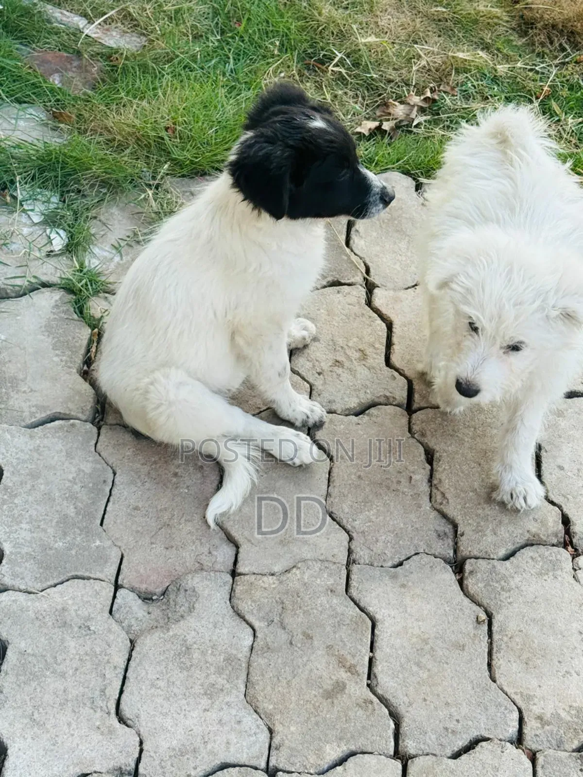 0-1 month Male Purebred Maltese Shih Tzu