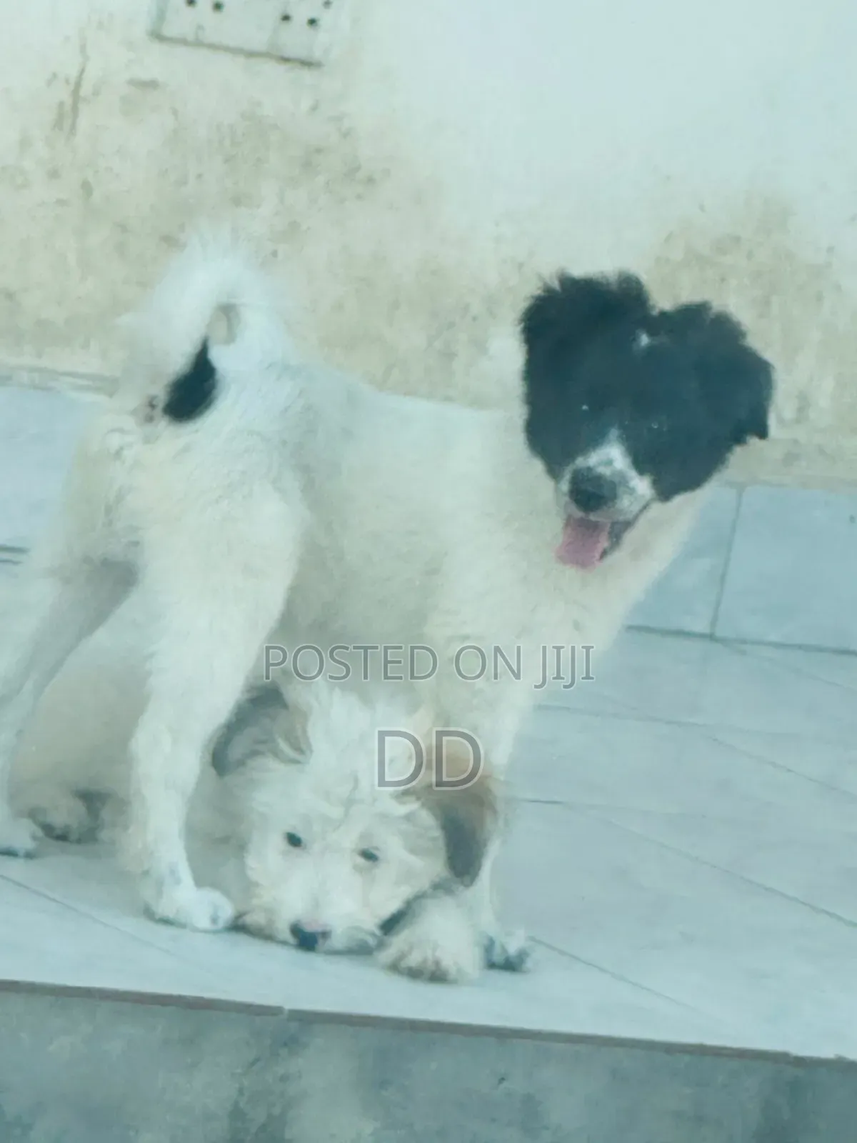0-1 month Male Purebred Maltese Shih Tzu