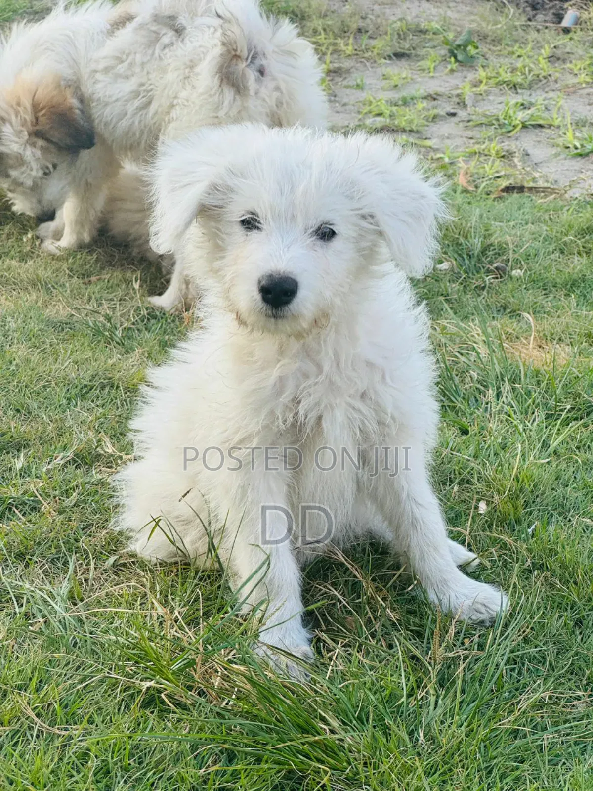 0-1 month Male Purebred Maltese Shih Tzu
