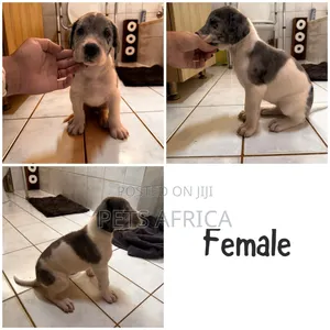 1-3 months Male Purebred Great Dane