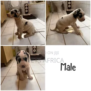 1-3 months Male Purebred Great Dane