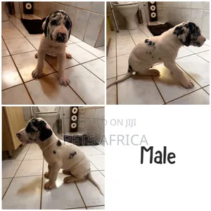 1-3 months Male Purebred Great Dane