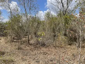 Shamba Linauzwa Ludiga Hekari 70