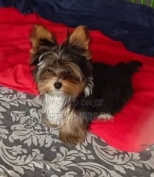 3-6 months Male Purebred Yorkshire Terrier