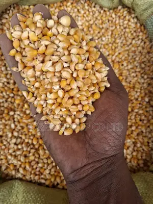 Mahindi Ya Njano Ya Bisi (Pop Corns)