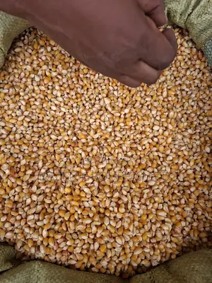 Mahindi Ya Njano Ya Bisi (Pop Corns)