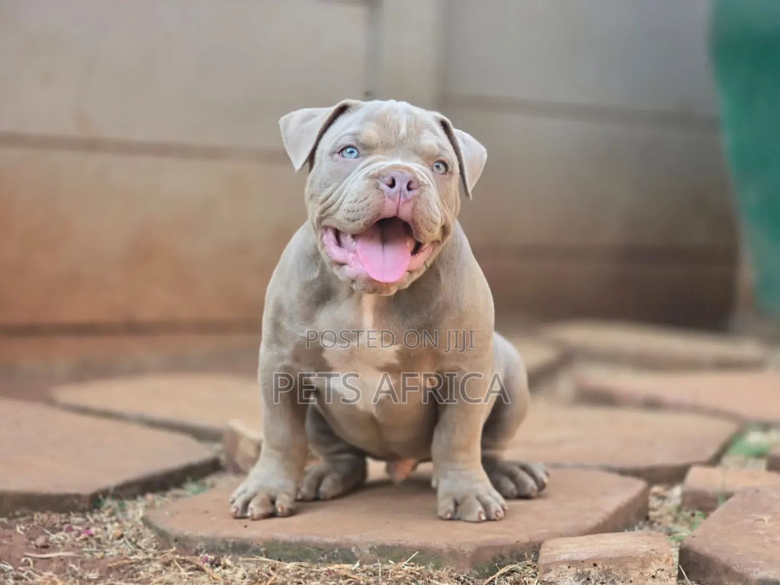 1-3 months Male Purebred American Bully