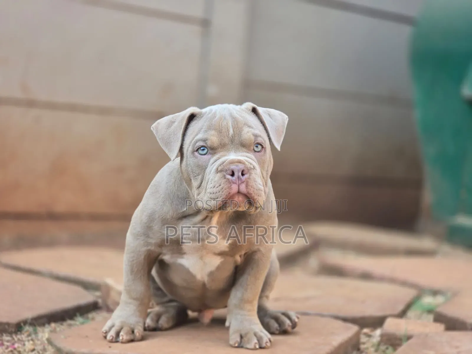 1-3 months Male Purebred American Bully