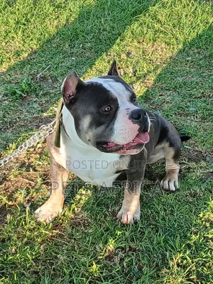 1+ year Male Purebred American Bully