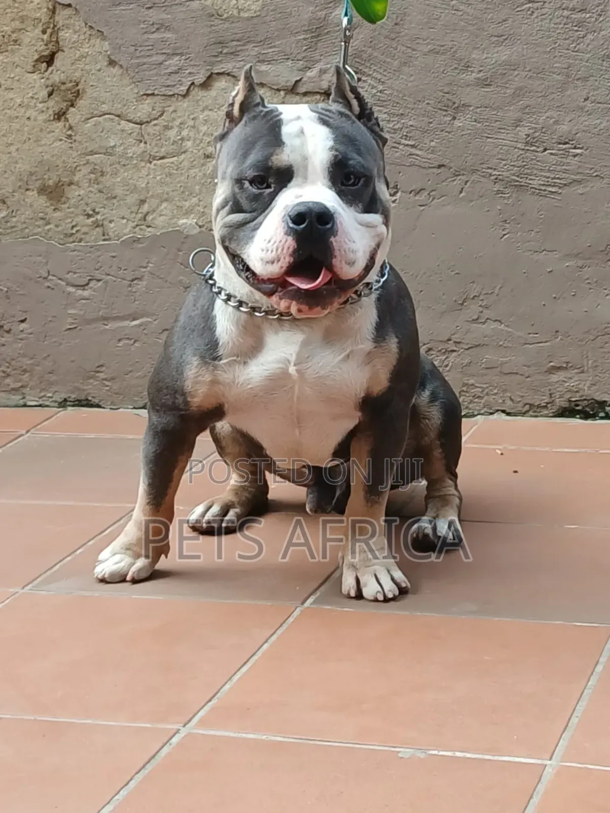 1+ year Male Purebred American Bully