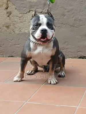 1+ year Male Purebred American Bully