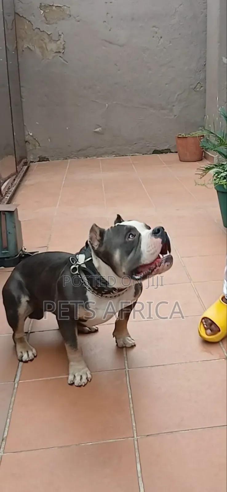 1+ year Male Purebred American Bully