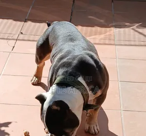 1+ year Male Purebred American Bully
