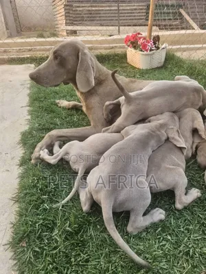1-3 months Male Purebred Weimaraner