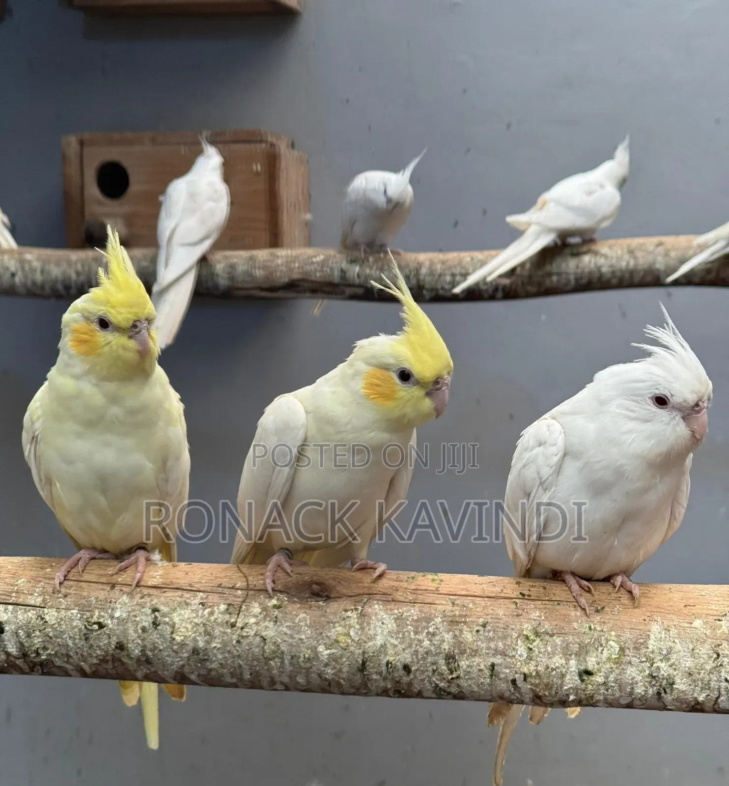 White Cockatiels for Sale