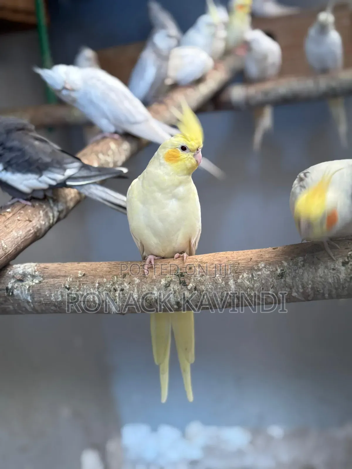 White Cockatiels for Sale