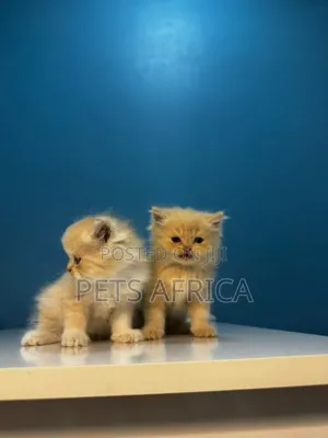 1-3 months Male Purebred Persian
