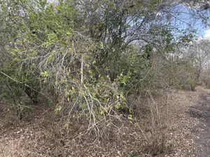 Shamba Linauzwa Ludiga Hekari 80
