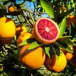 Miche Ya Blood Orange