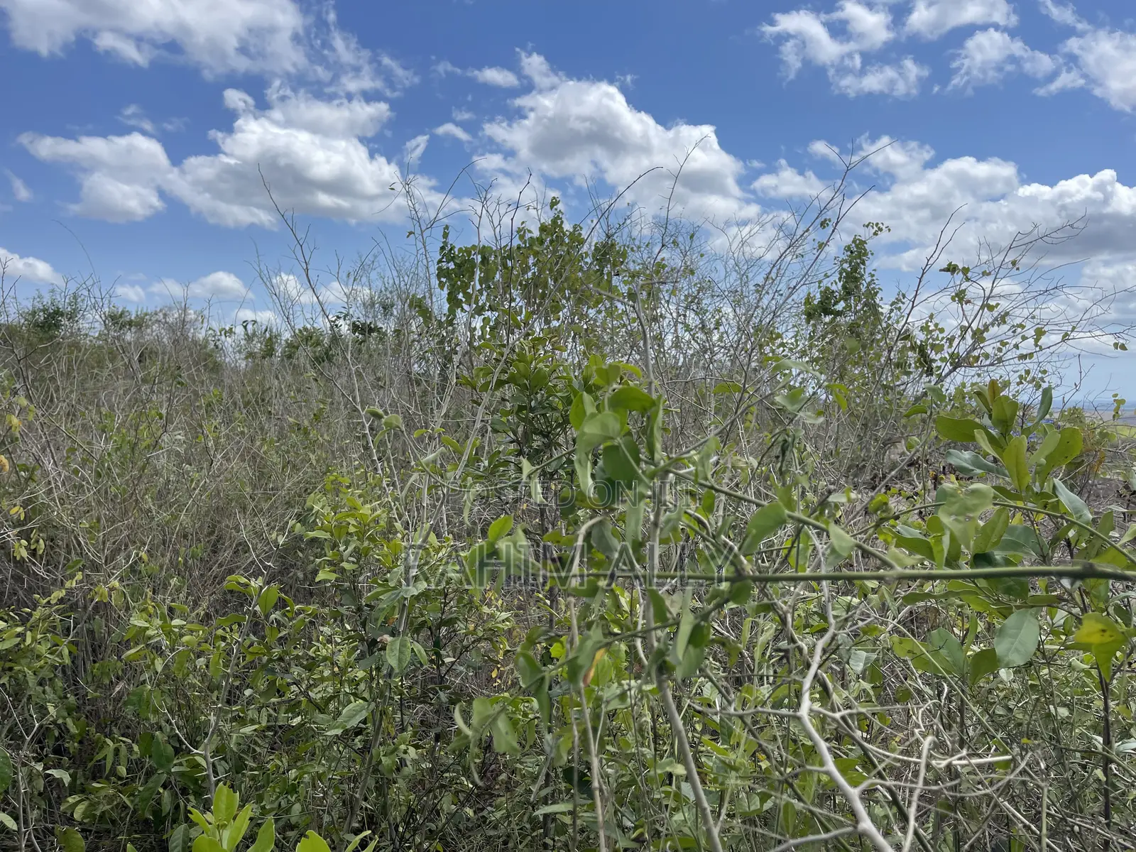 Shamba Linauzwa