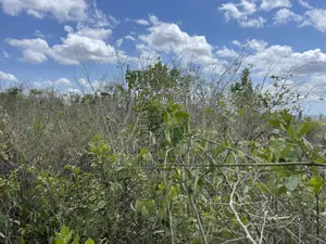 Shamba Linauzwa
