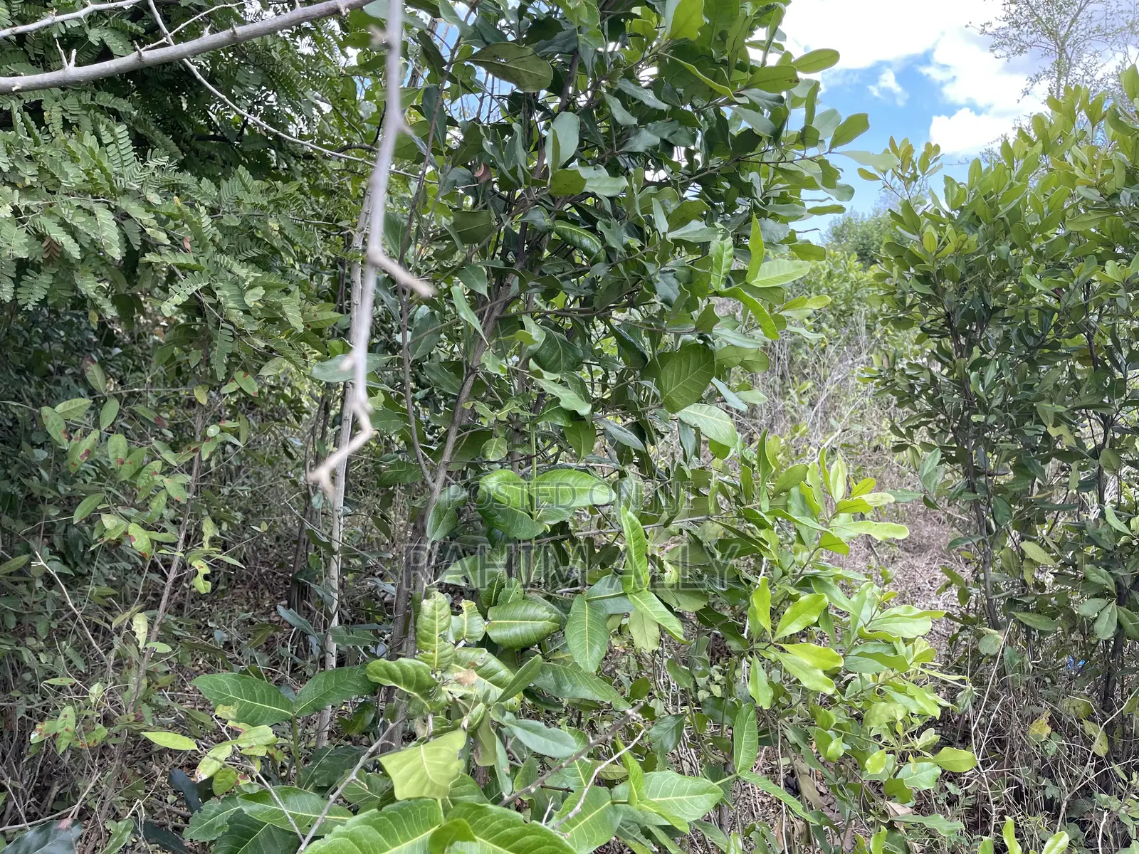 Shamba Linauzwa