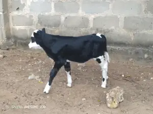 Ngombe Wa Kisasa Wa Maziwa Mbegu Kubwa Anauzwa Pamoja Ndama Wake Dume