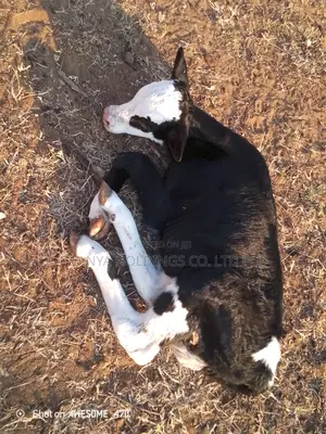 Ngombe Wa Kisasa Wa Maziwa Mbegu Kubwa Anauzwa Pamoja Ndama Wake Dume