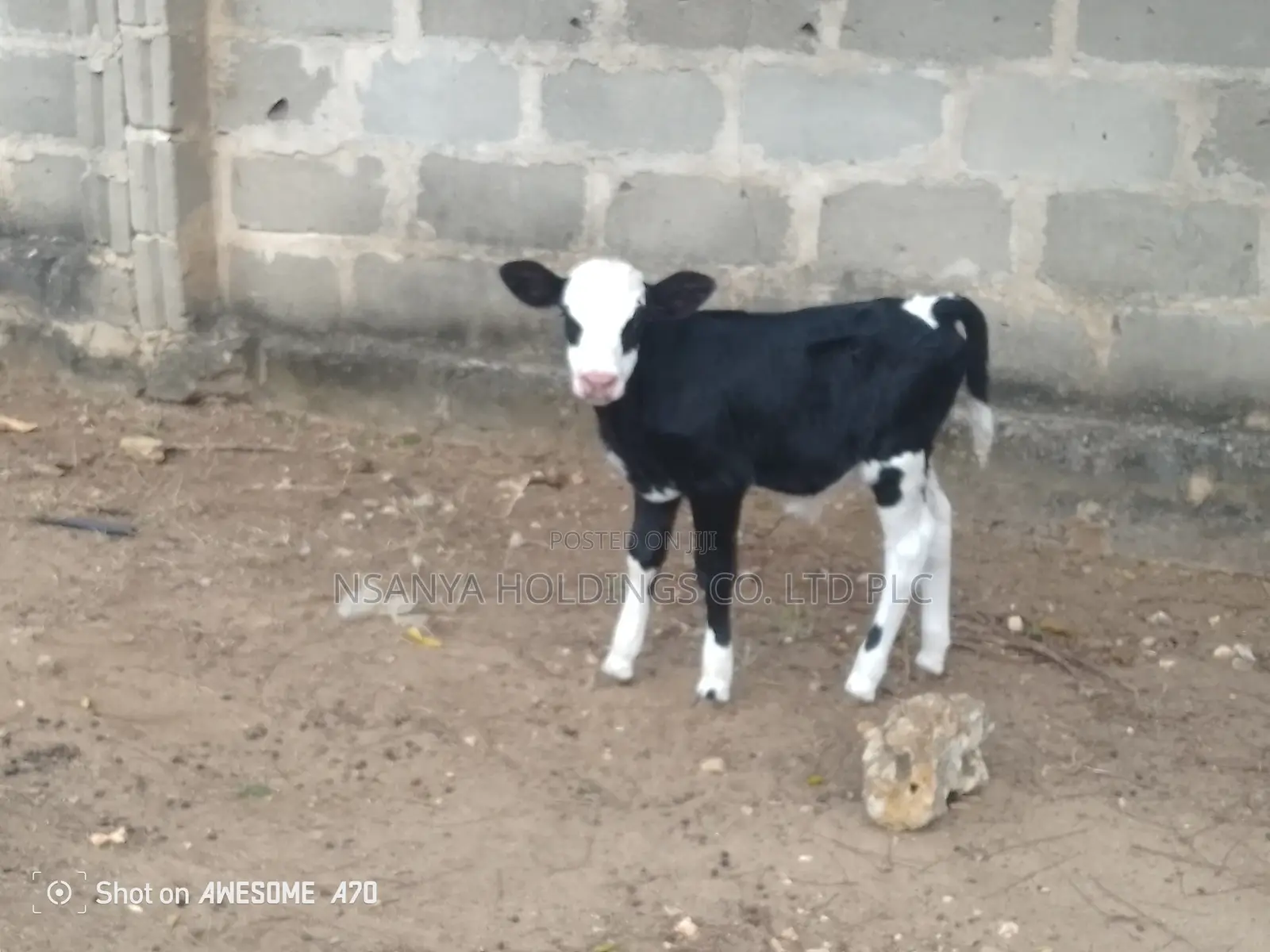 Ngombe Wa Kisasa Wa Maziwa Mbegu Kubwa Anauzwa Pamoja Ndama Wake Dume
