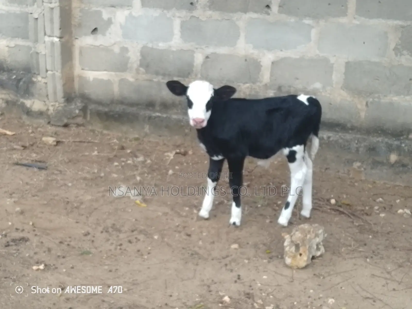 Ngombe Wa Kisasa Wa Maziwa Mbegu Kubwa Anauzwa Pamoja Ndama Wake Dume