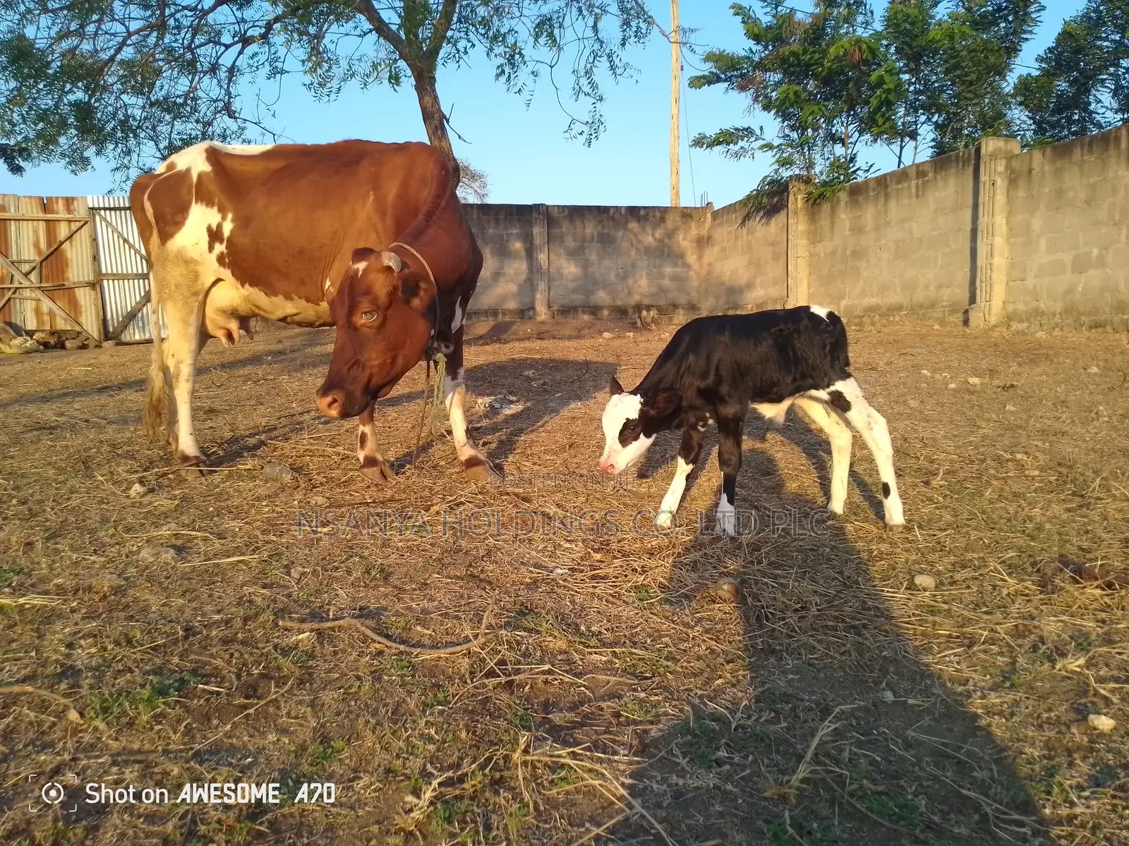 Ngombe Wa Kisasa Wa Maziwa Mbegu Kubwa Anauzwa Pamoja Ndama Wake Dume