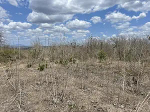 Shamba Linauzwa Eka 200.