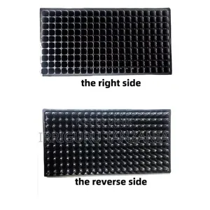 Seed Trays