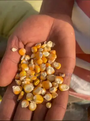 Yellow Maize (Mahindi Ya Njano)