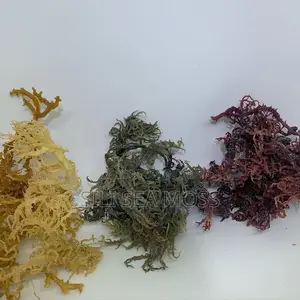 Sea Moss (Mwani)