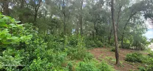 Uroa Beach Front Land for Sale
