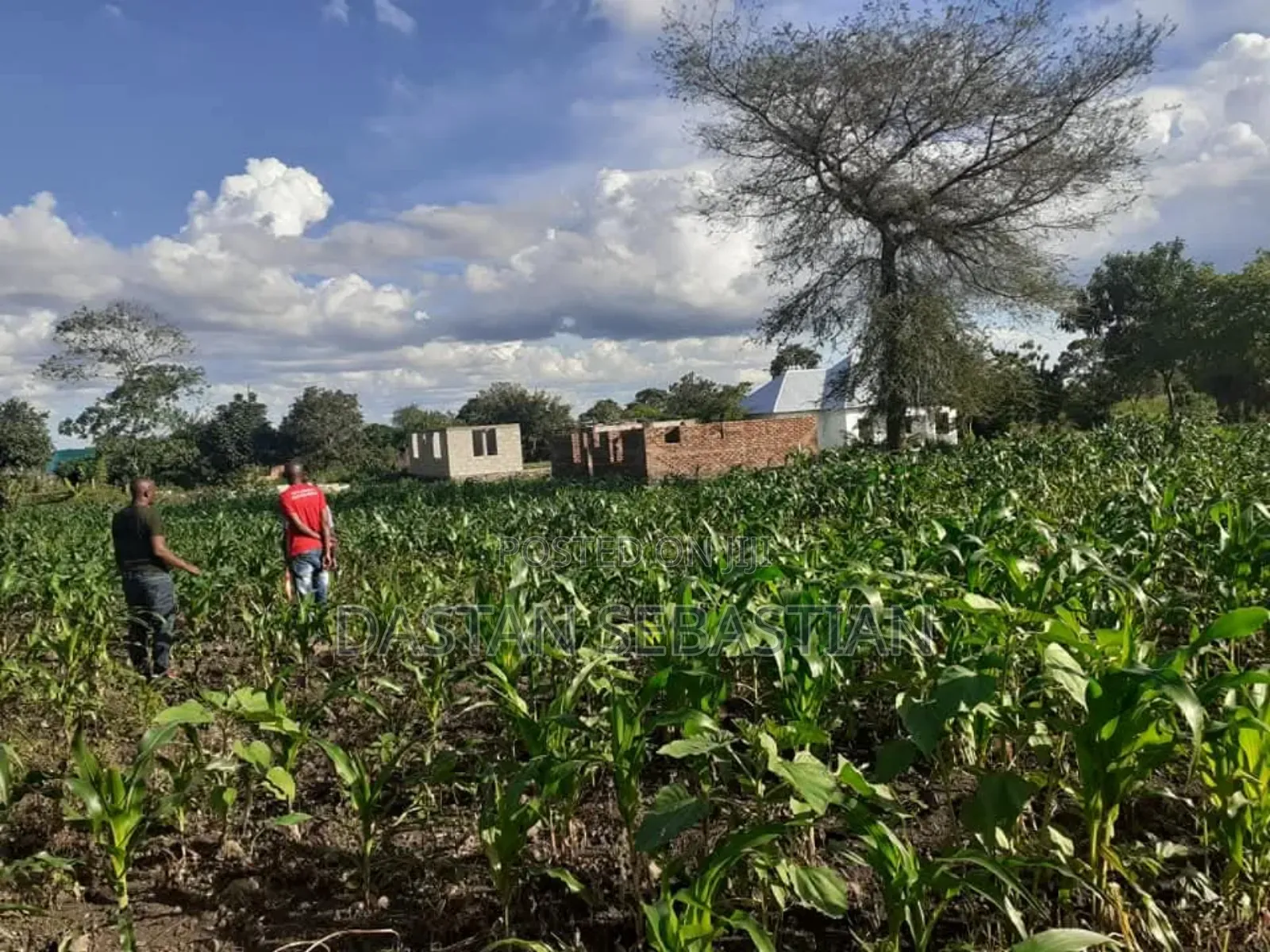 Maji Ya Chai Njia Ya Ng'ombe Na Maroroni