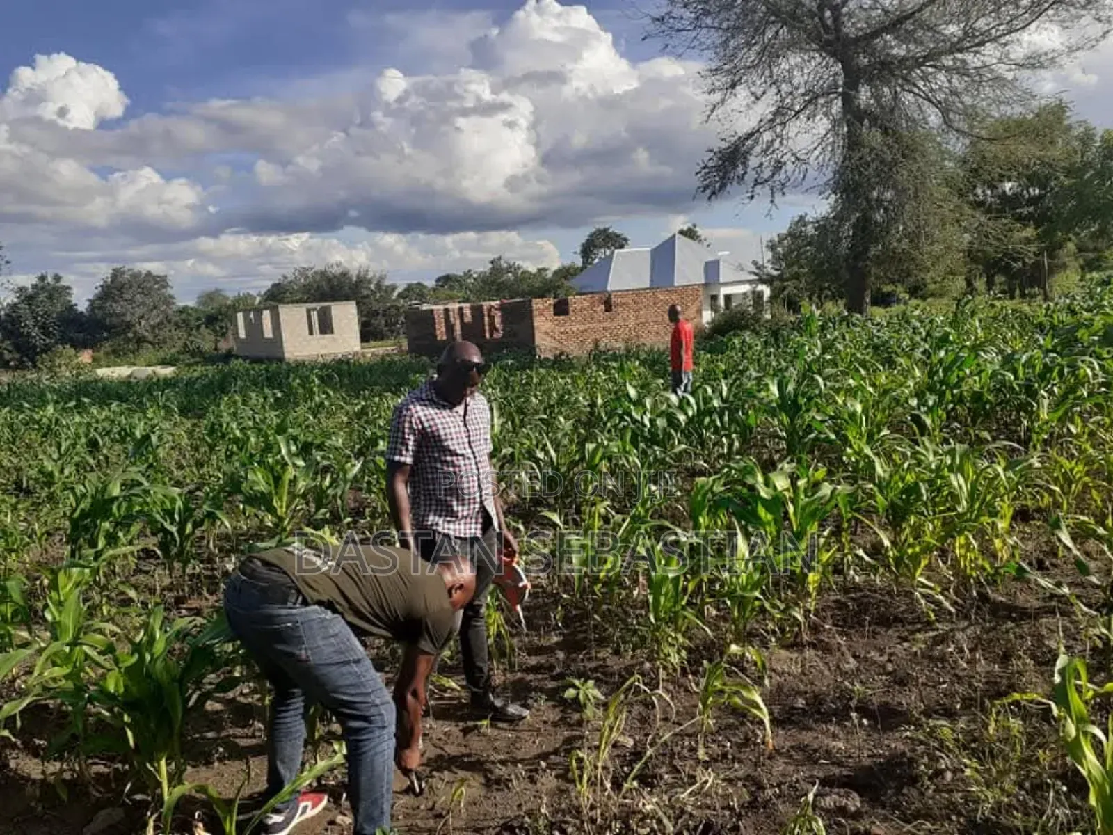 Maji Ya Chai Njia Ya Ng'ombe Na Maroroni
