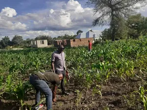 Maji Ya Chai Njia Ya Ng'ombe Na Maroroni