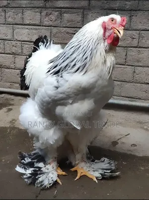 Brahma Chicken