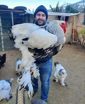 Brahma Chicken