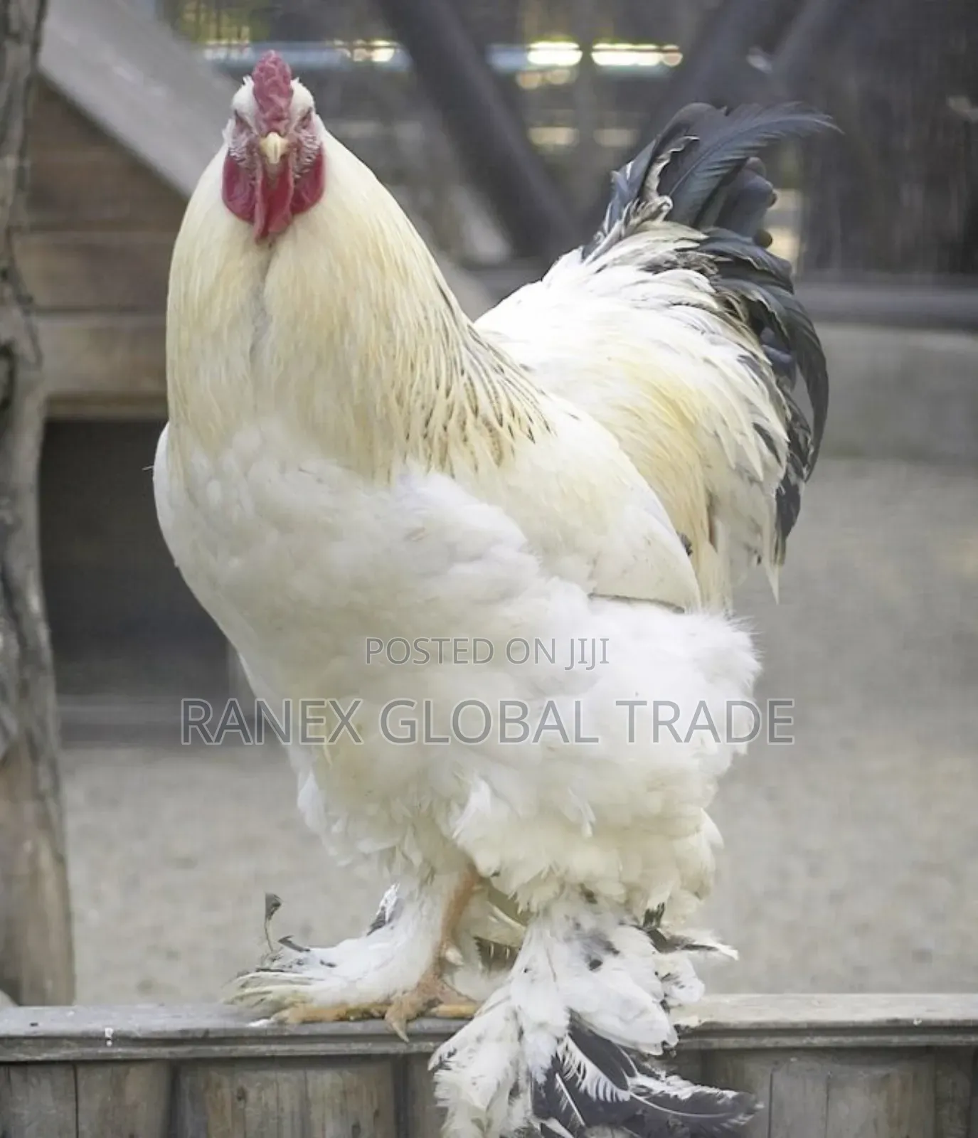 Brahma Chicken